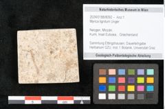 Foto (Objekt + Etikett) von Myrica lignitum Unger (NHMW-GEO-2024-0188-8092)